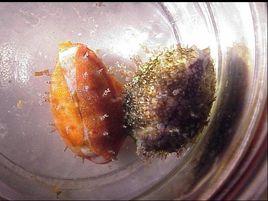 黑痣寶螺 黑痣寶螺