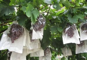 葡萄套袋 葡萄套袋