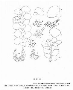 有芽細鱗苔 有芽細鱗苔
