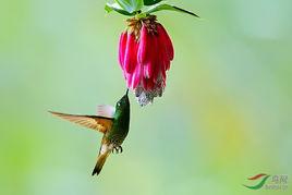 黃尾冕蜂鳥 黃尾冕蜂鳥