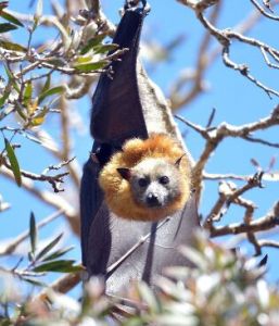 泰國狐蝠 泰國狐蝠