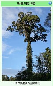 紐西蘭陸均松 紐西蘭陸均松