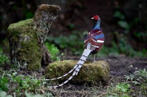 金鐘山黑頸長尾雉自然保護區 金鐘山黑頸長尾雉自然保護區