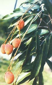 野生荔枝-無患子科