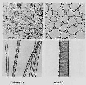 顯微鏡下的顯示的羊絨與羊毛