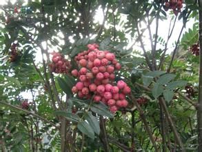 少齒花楸 少齒花楸