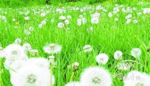 紫果蒲公英 紫果蒲公英