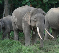 婆羅洲侏儒象