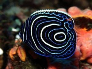 金圈神仙 金圈神仙