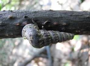 棘刺蟹守螺 棘刺蟹守螺