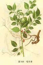 錫金冬青 錫金冬青