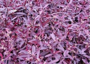 紅蓮子草 紅蓮子草