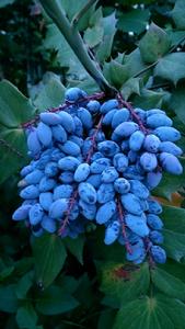 功勞子[毛茛目小檗科植物]