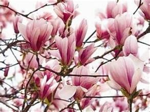 辛夷花樹 辛夷花樹