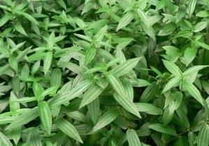 小葉糯米糰 小葉糯米糰