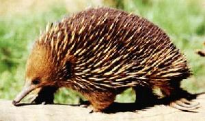 單孔目動物 單孔目動物