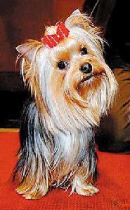 約克夏梗犬 約克夏梗犬