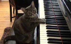 鋼琴貓