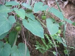 金錢豹屬 金錢豹屬