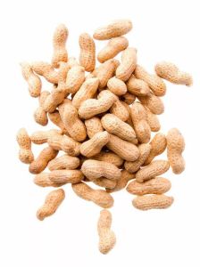 高油酸花生 高油酸花生