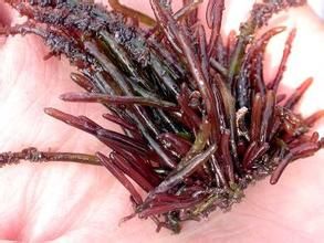 覆瓦蜈蚣藻 覆瓦蜈蚣藻