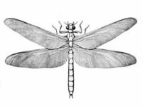 二疊紀巨型蜻蜓 二疊紀巨型蜻蜓