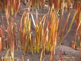 五色韭菜 五色韭菜