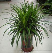 翠蘭[龍血樹屬的植物]