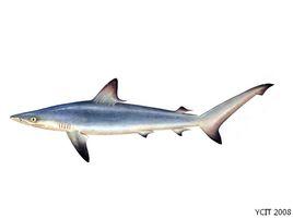 沙拉真鯊 沙拉真鯊