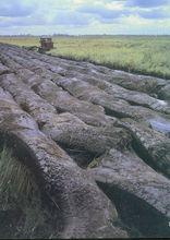 東北平原的黑土