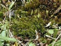 棗色細葉曲尾蘚 棗色細葉曲尾蘚