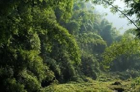 蘆溝竹海 蘆溝竹海