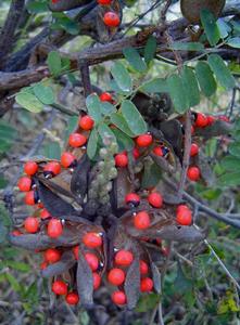 非洲相思子 非洲相思子