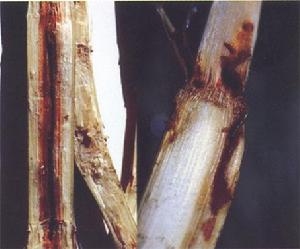 （圖）小蔗螟