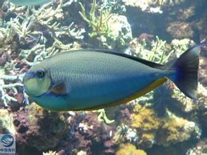 絲尾鼻魚 絲尾鼻魚