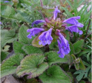 寬齒青蘭 寬齒青蘭