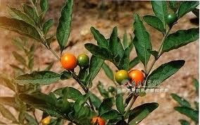 裂植珊瑚 裂植珊瑚