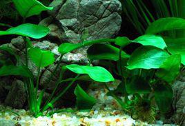 魚缸造景 魚缸造景