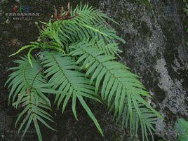 蜈蚣草屬 蜈蚣草屬