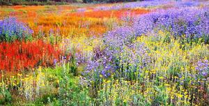 大山包黑頸鶴自然保護區