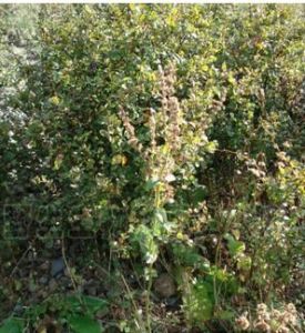 直齒荊芥組 直齒荊芥組