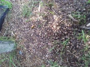 掉落的招財樹果實