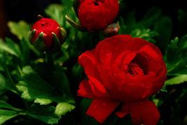 波斯玫瑰 波斯玫瑰