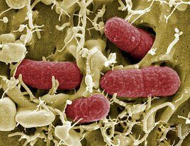 皮膚感染 皮膚感染