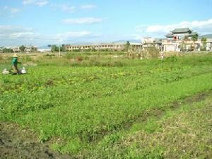 南門村委會 南門村委會