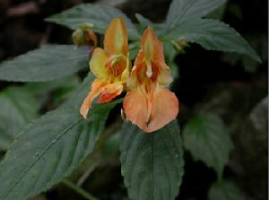 九萬山自然保護區