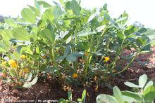 花生[雙葉植物類]