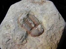泥盆紀生物化石