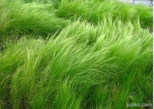 溝葉羊茅 溝葉羊茅