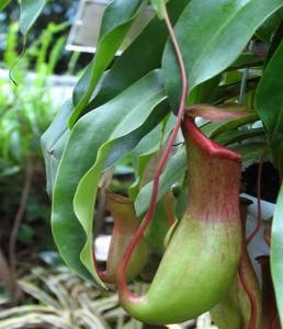 食肉植物 食肉植物